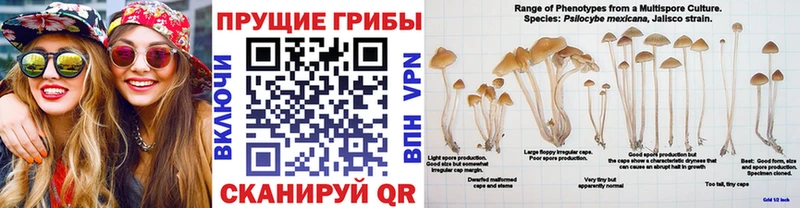 Псилоцибиновые грибы MAGIC MUSHROOMS  Купить где  Луга 